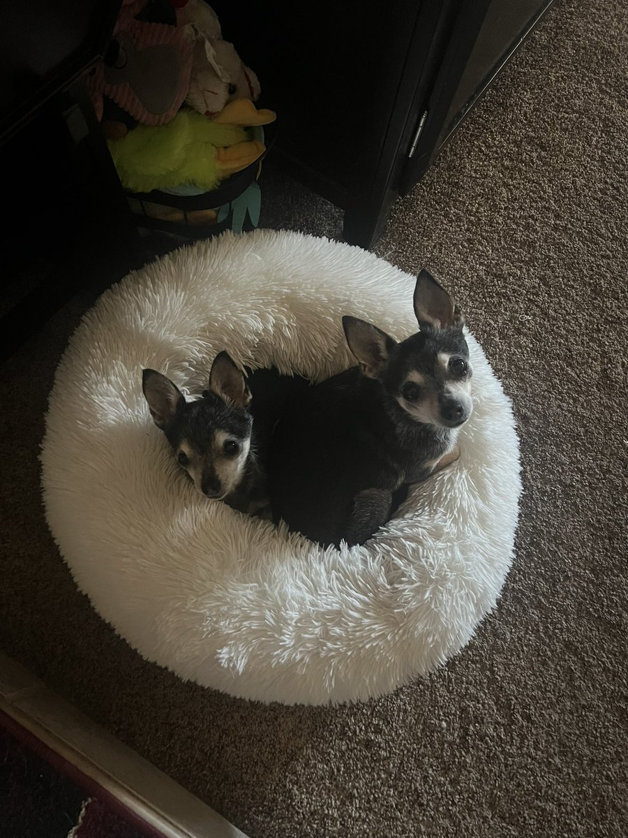Mandezzy24's tweet photo. Two peas in a pod 🫛🥰 https://t.co/rqHIeHXfdW