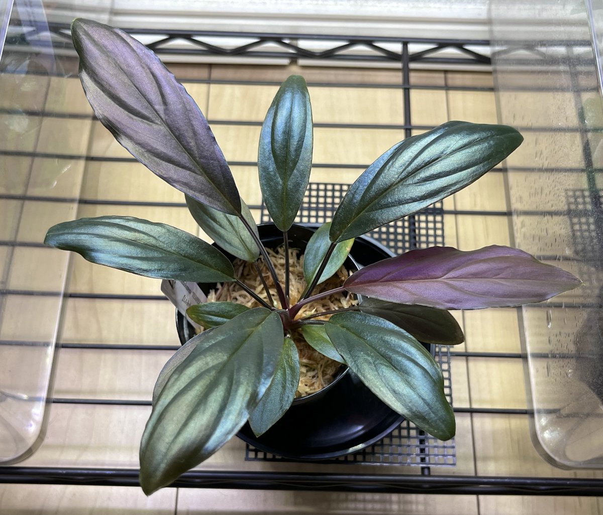 みんと🦐🌱 tweet media