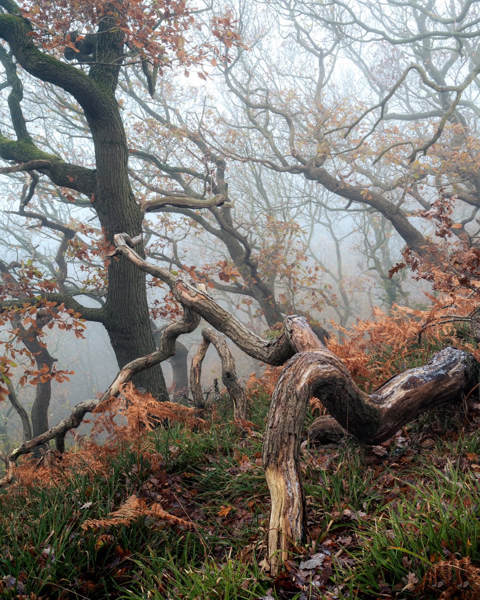 I love this little fallen branch. So full of texture and colour. @OPOTY @UKNikon @NorthYorkMoors #woodlandphotography #photo #winter