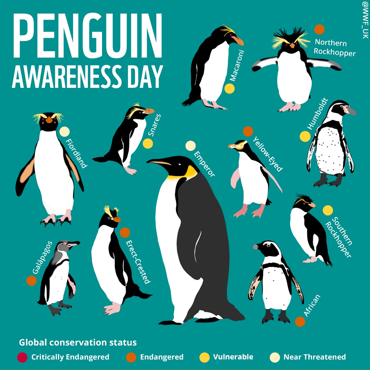 It’s #PenguinAwarenessDay and we’re celebrating some of these cool birds. 🐧❄️ #DYK that penguins are one of the most threatened groups of birds (not so cool)? From Near Threatened emperors to Endangered Galapagos, discover their conservation status below. 👇😯