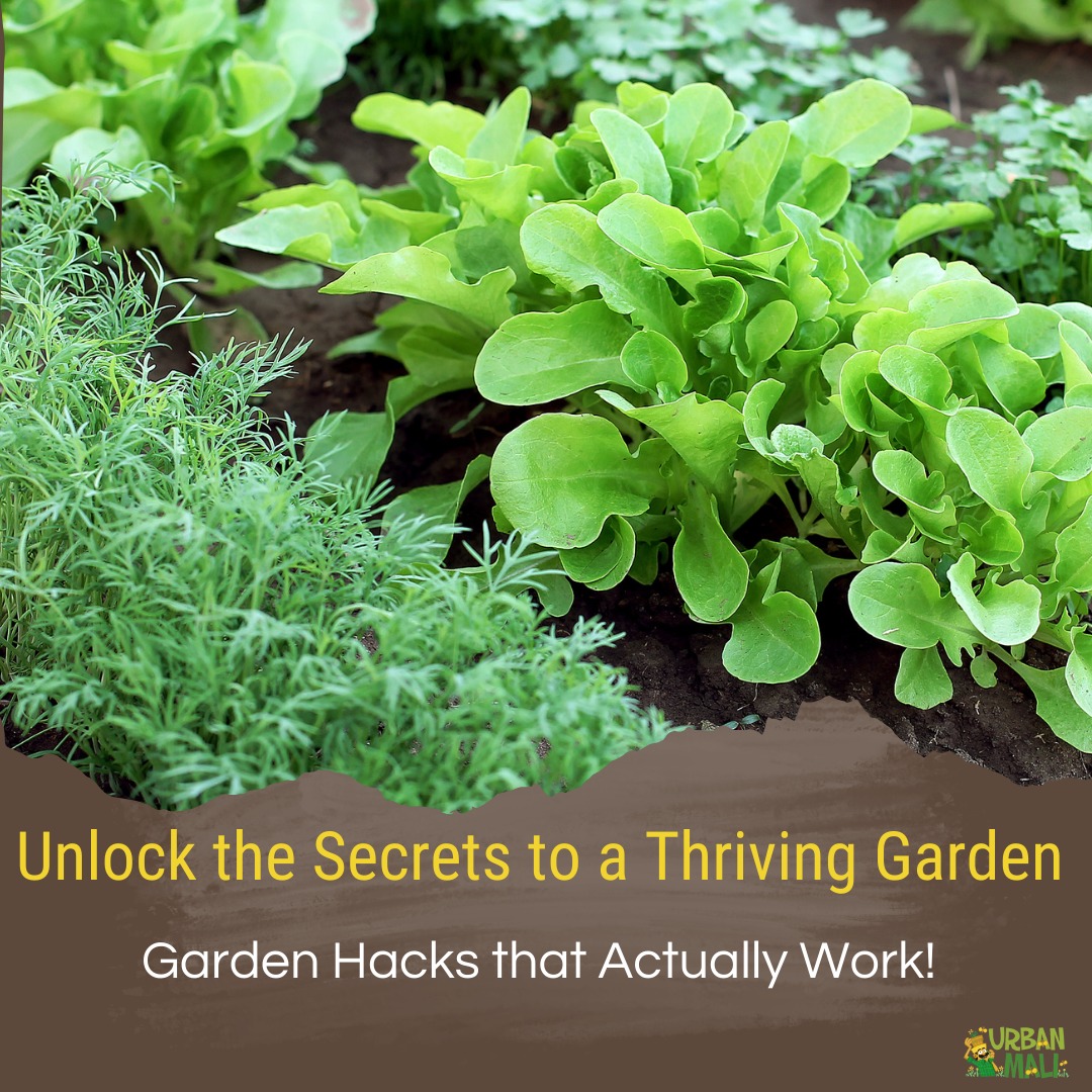 UrbanMali's tweet photo. Unlock the Secrets to a Thriving Garden with These Proven Hacks! 🌱

Calling all green thumbs! 🌞 Ready to level up your gardening game? Check out these practical and effective hacks that'll make your garden flourish!

#GardenHacks #GreenThumbTips #BloomsAndBeyond #GardenGlow https://t.co/H4YO4OOTWn