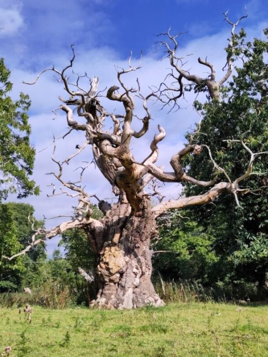 Have you heard of ghost trees? @NTCroftCastle is uncovering the stories of its veteran, dead, and dying trees. Not only are they hauntingly beautiful, they are a valuable habitat for wildlife. Discover more: brnw.ch/21wGfJX