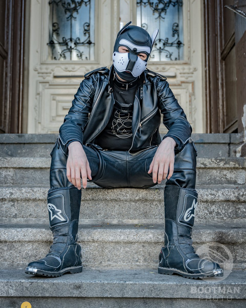 your local pup tweet media