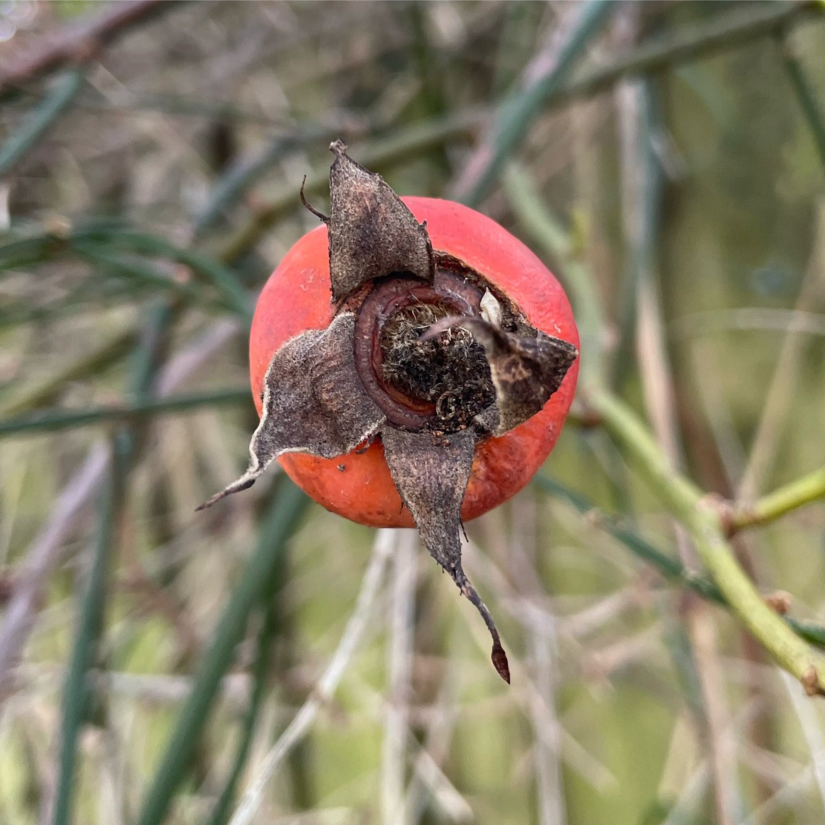 Stifyn1's tweet photo. Fit to burst #llawn #fittoburst #garden #naturephotography #january #saturday #winter #weekend https://t.co/32qtW1wGDR