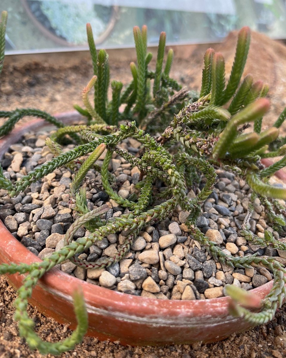 RHSHarlowCarr's tweet photo. Have you visited the Alpine House lately? There are some stunning, weird and wonderful specimens on display. Which is your favourite?
#RHSHarlowCarr #HarlowCarr #VisitYorkshire #Harrogate #VisitHarrogate @visitharrogate #HarrogateLife #WinterGardenDays #Alpines #AlpineHouse https://t.co/y4Y37REfor