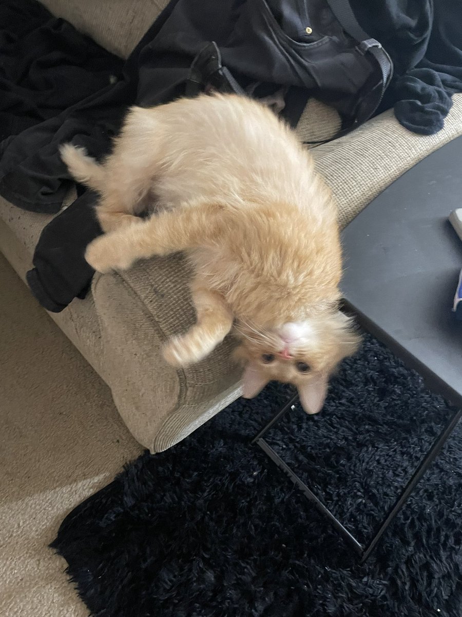 Biskits42's tweet photo. My love appreciation post, Clover my precious boi 💚 https://t.co/fdmUVqX5bY