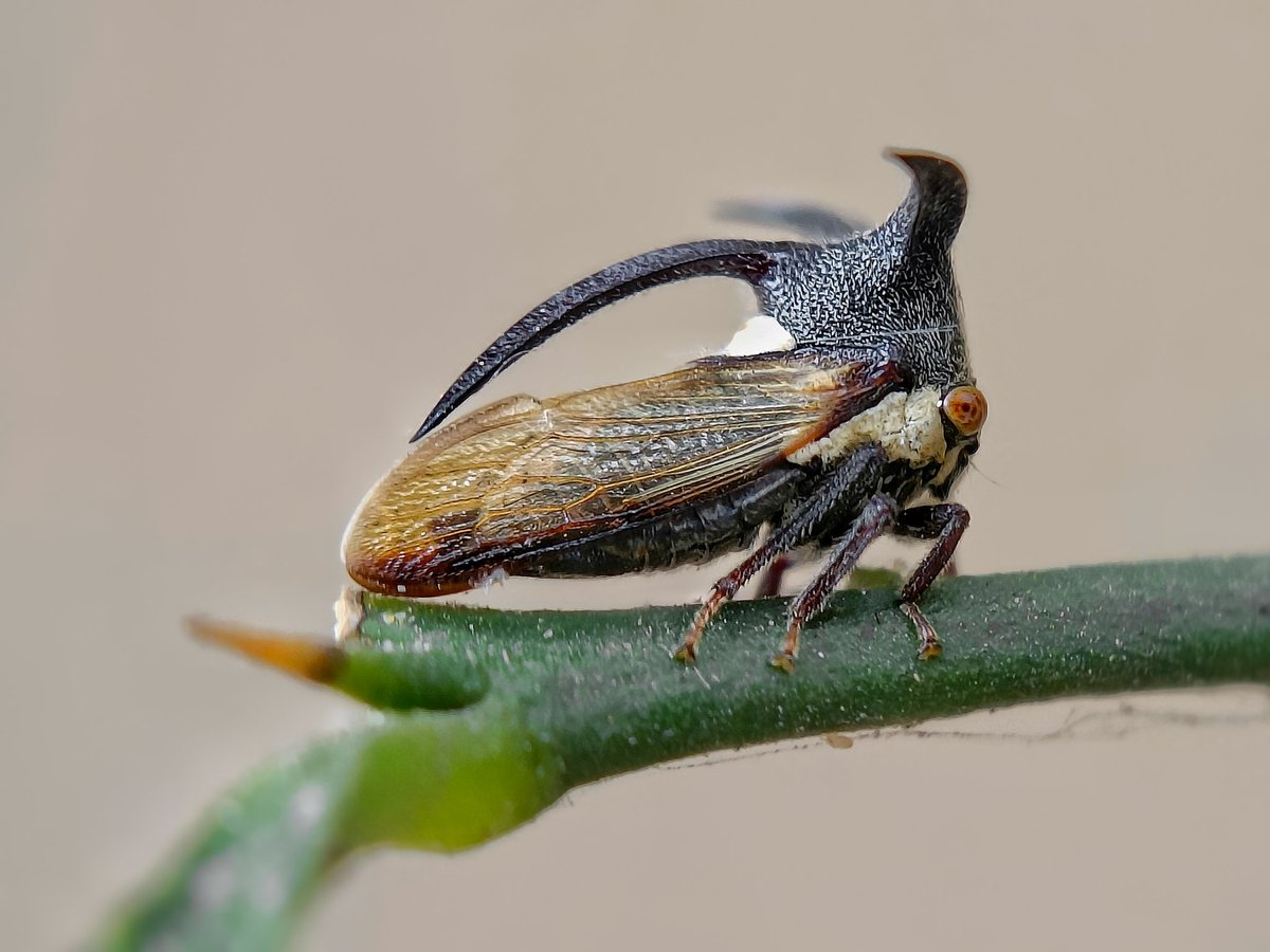 sethy_sritam's tweet photo. Leptocentrus Taurus , the treehoppers commonly called 'Carnbao bug' on account of its lateral thoracic horns.They are well camouflaged by blending into the surrounding & guarded by ants in a symbiotic relationship for providing them honey dew.
#bbcwi #wildlifephotography #nature https://t.co/wFFAYNK6LJ