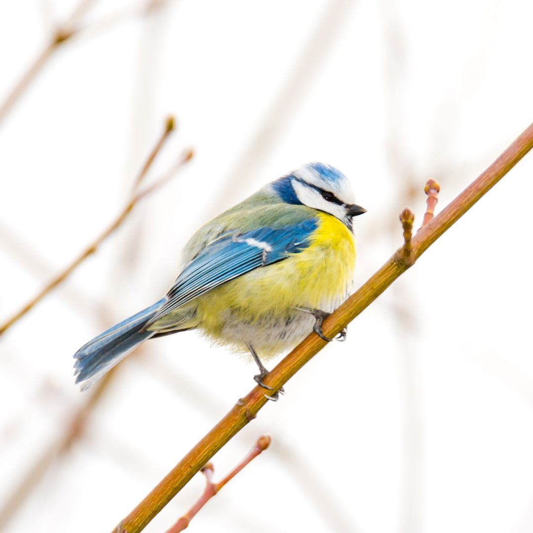 Are you getting ready for the #BigGardenBirdwatch next weekend? 🤚🤚🤚 The blue tit is one of the most common birds in the on the British isles. But! Did you know that the yellowness on the belly of the blue tit depends on how many yellowy-green caterpillars it's eaten!? 🐛