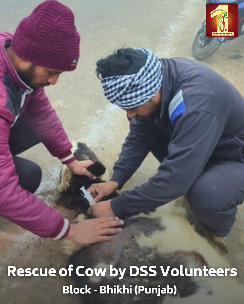 DSSNewsUpdates's tweet photo. In the chill of winter, the warmth of humanity prevails! Volunteers from Dera Sacha Sauda, guided by Saint Dr. MSG, rescued an injured cow, providing it with much-needed medical care. Their unwavering dedication to service shines brightly in this rescue mission. Witness the profound impact of their love and care! #AnimalCare #Humanity #DeraSachaSauda