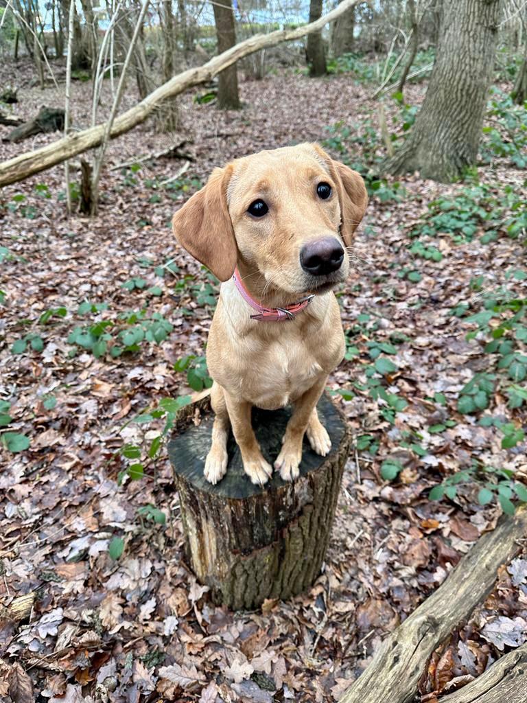 Clarky_gtr's tweet photo. She loves a day out 🐶 https://t.co/p8PZXY2T4l