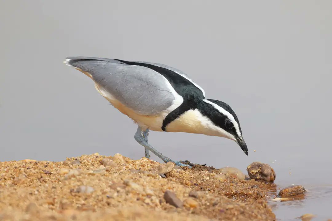 BirdingTo tweet picture