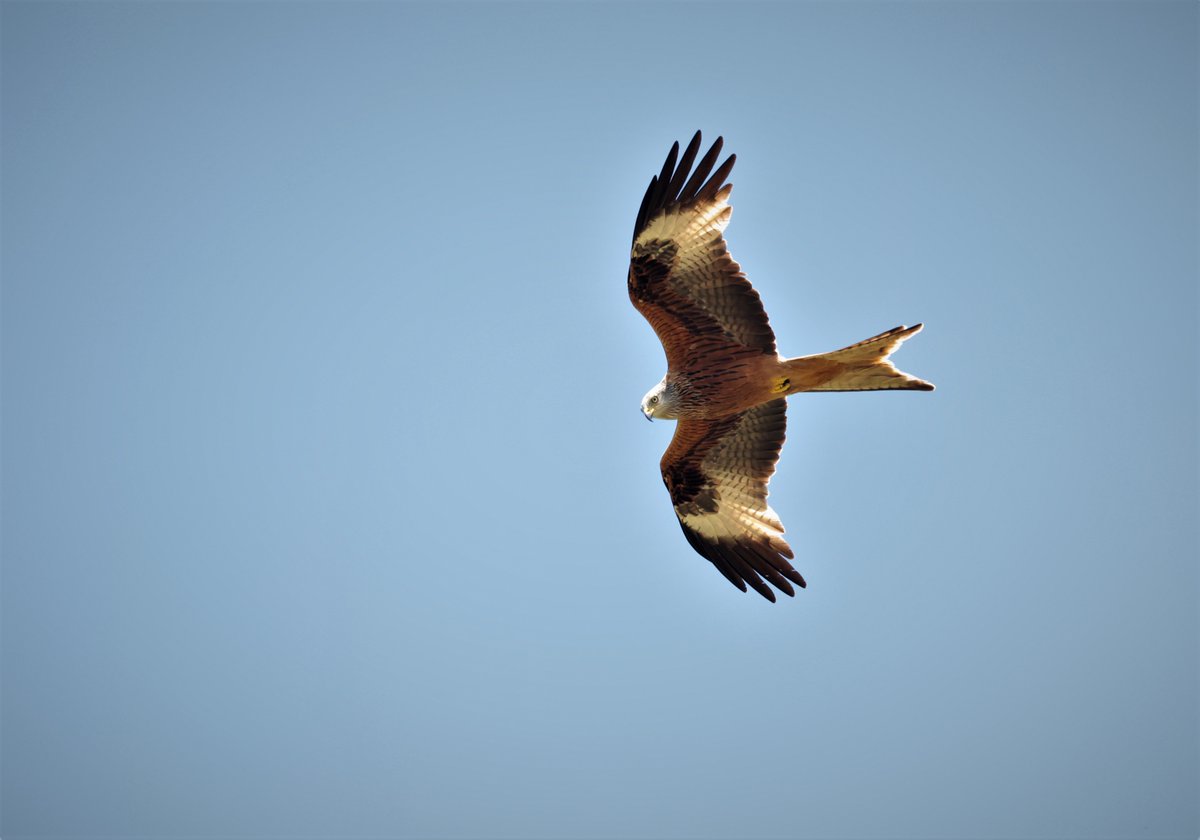 Il nibbio reale è in espansione in Abruzzo: lo dimostra un recente censimento dei siti di nidificazione della specie nella regione.
#CISO #AvocettaCISO #Ornitologia_italiana #DalPosterAlPost