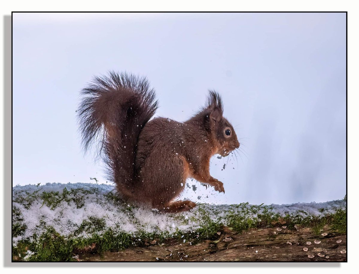 LooperzLou's tweet photo. #redsquirrel #weered #redsrule #snow #playing #beautiful #nature #photography #wildlife #scamps #LoveWhereYouLive #Nikon #sigma150600mm @ScotSquirrels @OurSquirrels ❤️🐿️ https://t.co/R2cUG9RuGK
