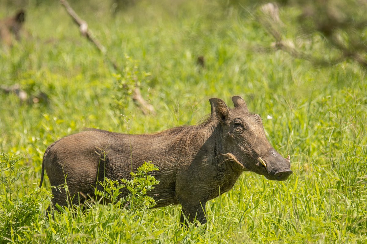 I tell ya, this @Neil_Zee runs a heck of a good tour to Tanzania.