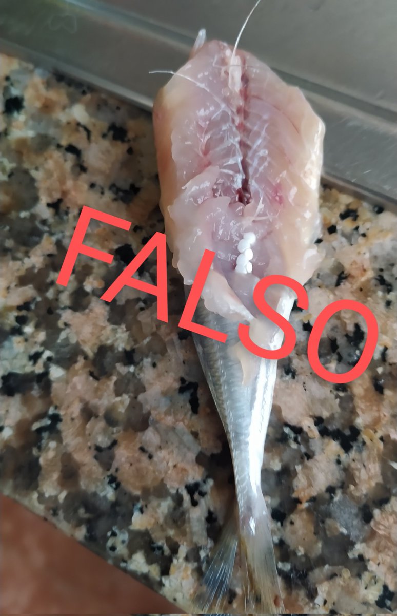 QueirugaRogelio's tweet photo. Este tipo de publicacións son unha vergonza. Esas boliñas son de corcho blanco, de poliestileno, non pellets. Non creades calquer cousa que se colge en internet. Se houbera algún peligro co peixe sería o primeiro en decírvolo. Comer peixe, fruta, verdura, carne, non é malo. Malo é incharse a azúcares. Os productos frescos de España son os mellores e o que nos debería preocupar é a escaseza, ou o precio, non a súa calidad ou seguridad, fora de toda duda. E se denunciades algo, que non sexa un montaxe ou terxiversación. Que sexa riguroso e algo xeral, non un entre un millón.