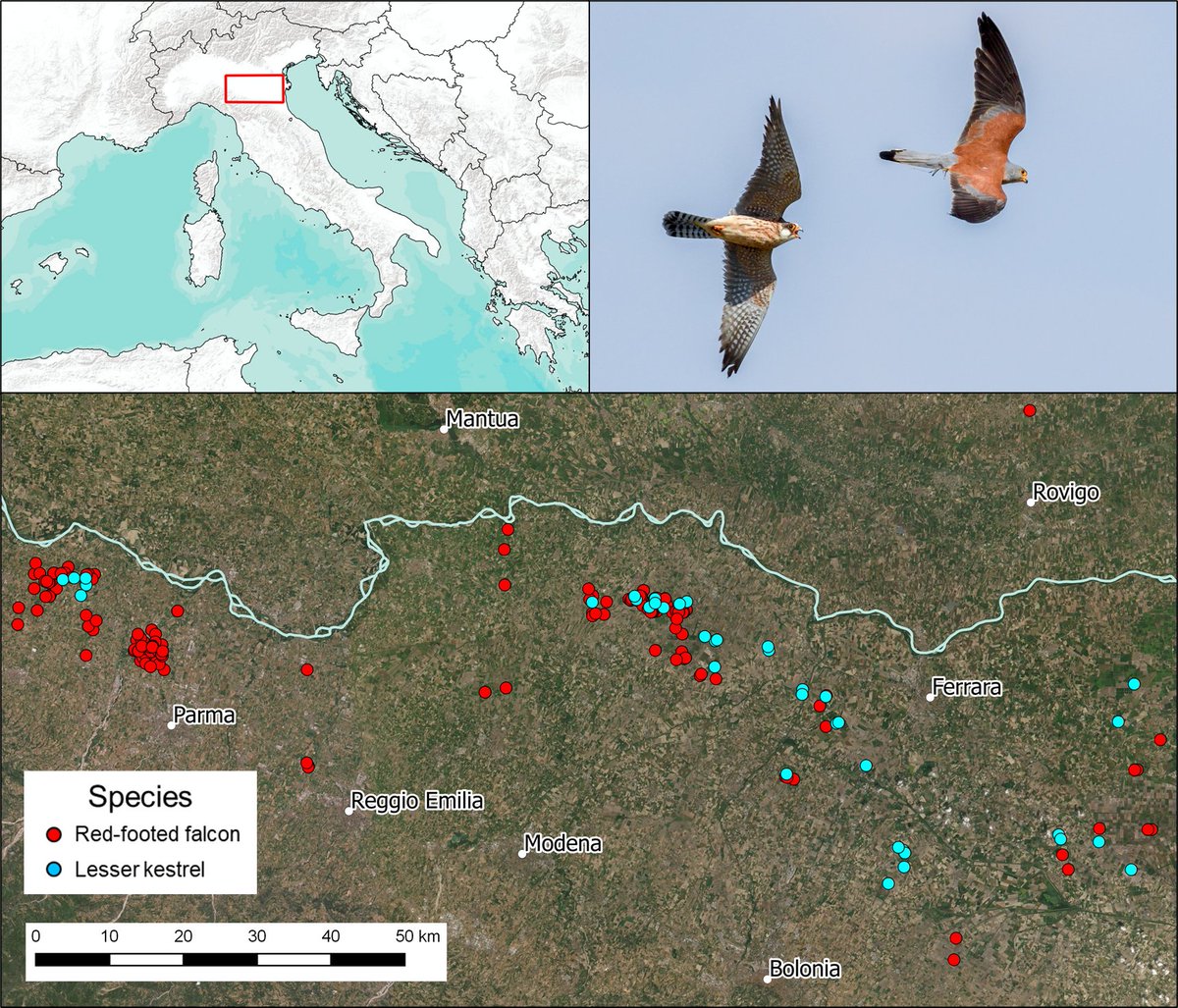 Alessandro Berlusconi tweet media