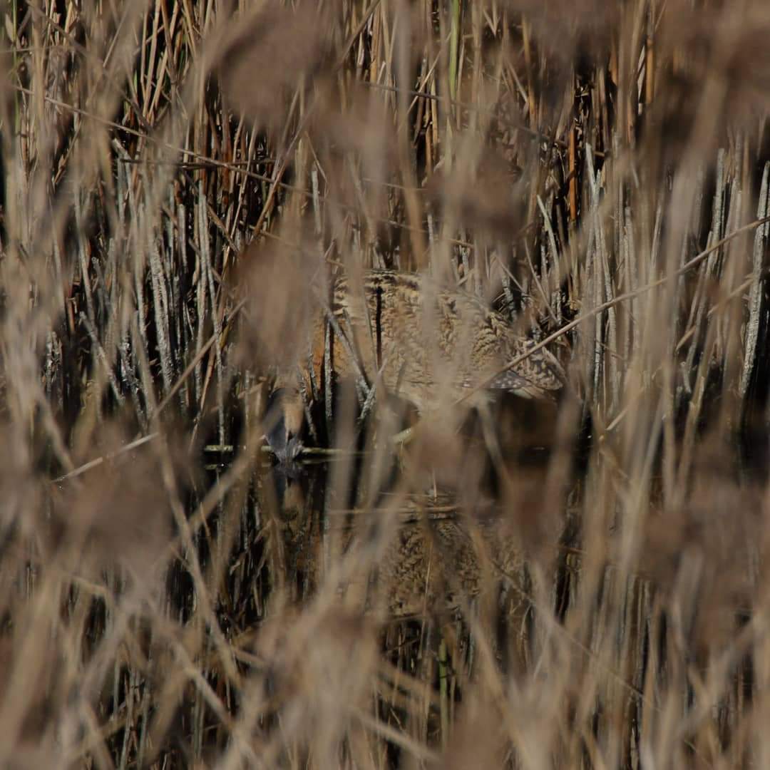 Miladoverde1's tweet photo. Es de hace dos años .Fijate bien , ahí hay algo. Un avetoro, en el parque de las Llamas, Santander. Avetoro común ,botaurus stellaris , Eurasia bittern .
Una de nuestras especies de aves más amenazadas de extinción . Vive escondido entre los carrizos
#Avedelaño #avetoro https://t.co/gmUYuKj2mJ