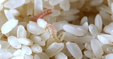 OAJASWINI's tweet photo. @DMartReady @daawat_official i had placed order with #DmartReady &amp; I was delivered a bag of rice full of maggots.I immediately called the customer service &amp; complained but i got a response only after a few days after the bag of rice was disposed off by my family https://t.co/g5ExoL7eDr