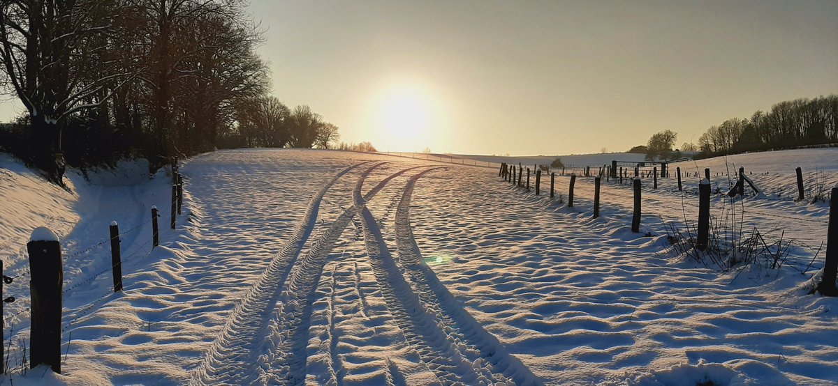 martreijn's tweet photo. #MagnifiekZL "sporen naar de zon",  Koulenberg, Walem.  19-01-2024. https://t.co/81bqWT5z9W