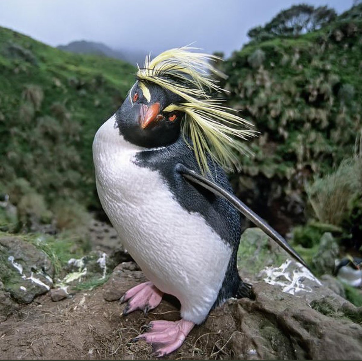 God grant me the sass of a Northern Rockhopper Penguin.
#PenguinAwarenessDay