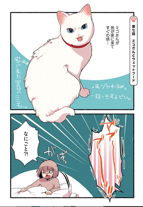🐈元野良猫にウェットフード🐟をあげたらとんでもないことになった話😱😱😱(1/2)  #漫画が読めるハッシュタグ #愛されたがりの白猫ミコさん