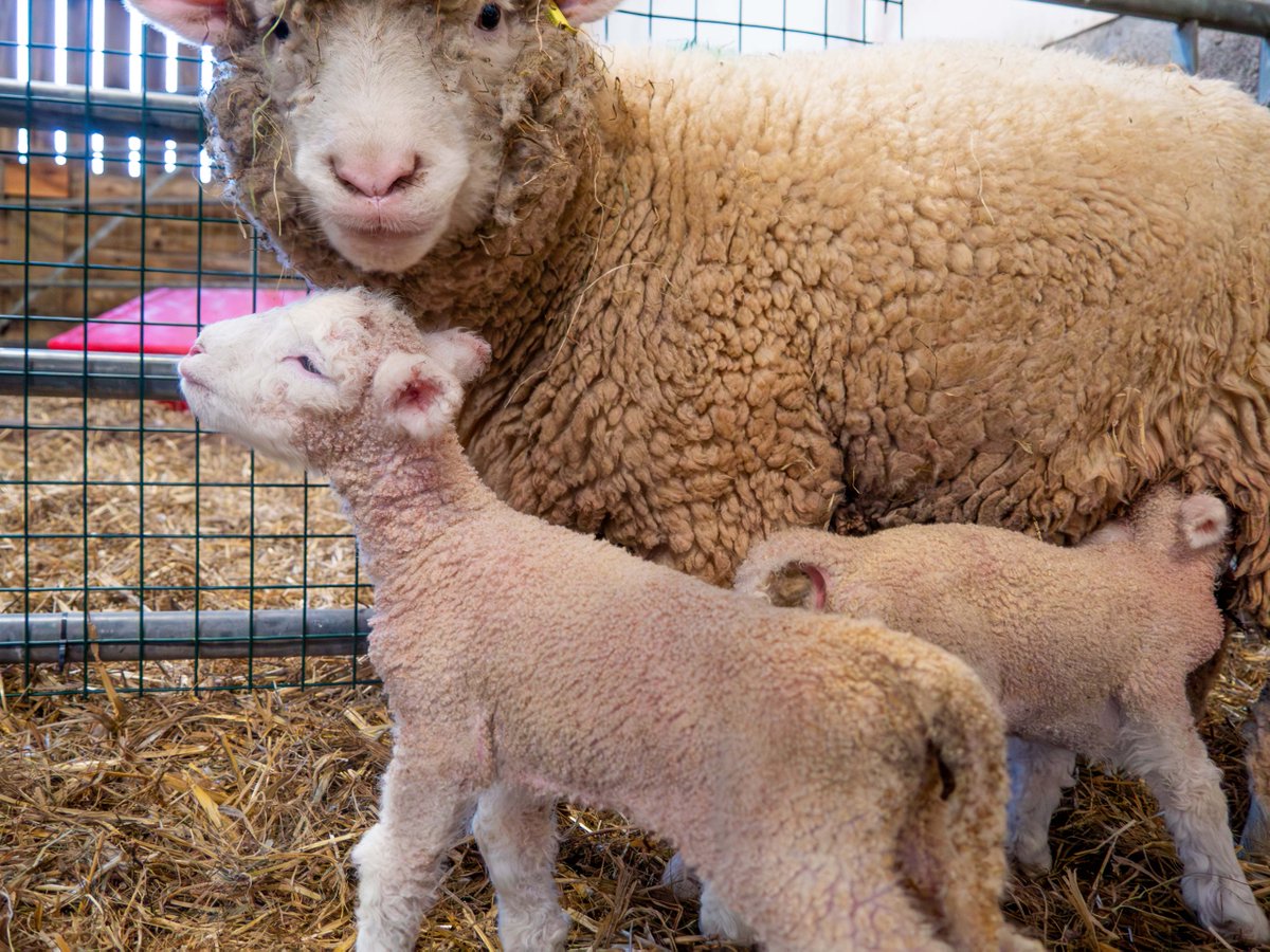 We are delighted to announce that the first Lambs of 2024 have been born! 🤩
What better timing than during our amazing January offer... bring the kids for FREE* and see the adorable new arrivals. 🐑
Make sure to stop by the Farm Barn on your next visit!

bit.ly/48keP7r