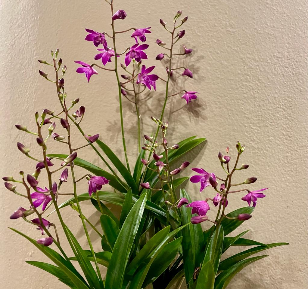 Il Dendrobium è una bellissima Orchidea con una fioritura che dura dall’inverno fino alla primavera. Vieni a trovarci per scegliere la tua oppure contattaci per una consegna a domicilio a Milano!
capoverde.com/fiori-piante/c…
#capoverdemilano #Dendrobium #Orchidea