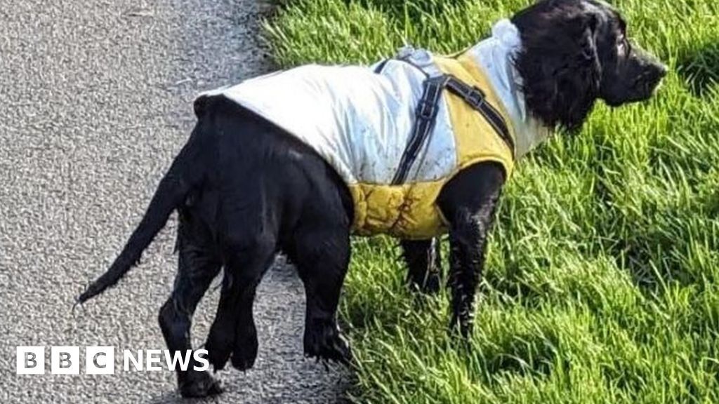 Meet Ariel, the incredible spaniel with six legs who underwent a life-changing operation. Found abandoned outside a B&M store, Ariel's journey is truly touching. Read all about it here: ift.tt/34gVs8F. #doglovers #heartwarmingstory