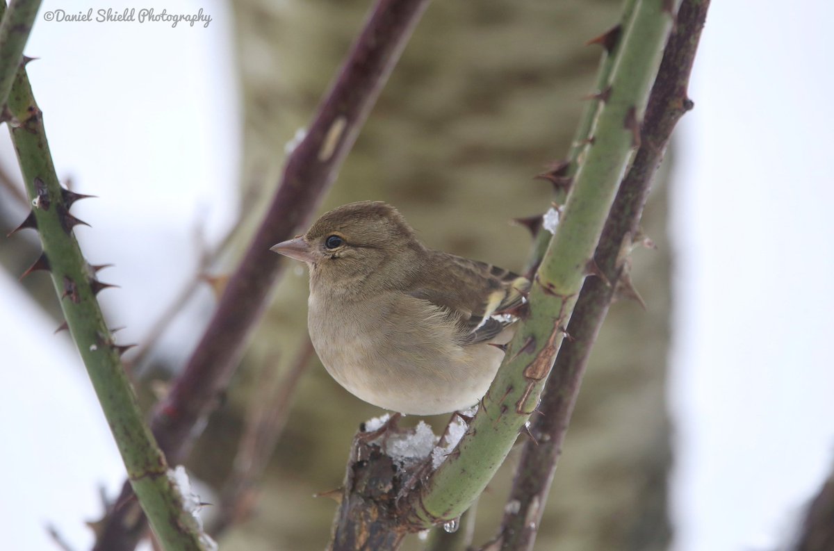 DanielShield95's tweet photo. Female Chaffinch in the snow earlier this week ❄️ 

#BirdsOfTwitter #birdwatching #TwitterNaturePhotography #TwitterNatureCommunity #birds https://t.co/rxMR2SLKPl