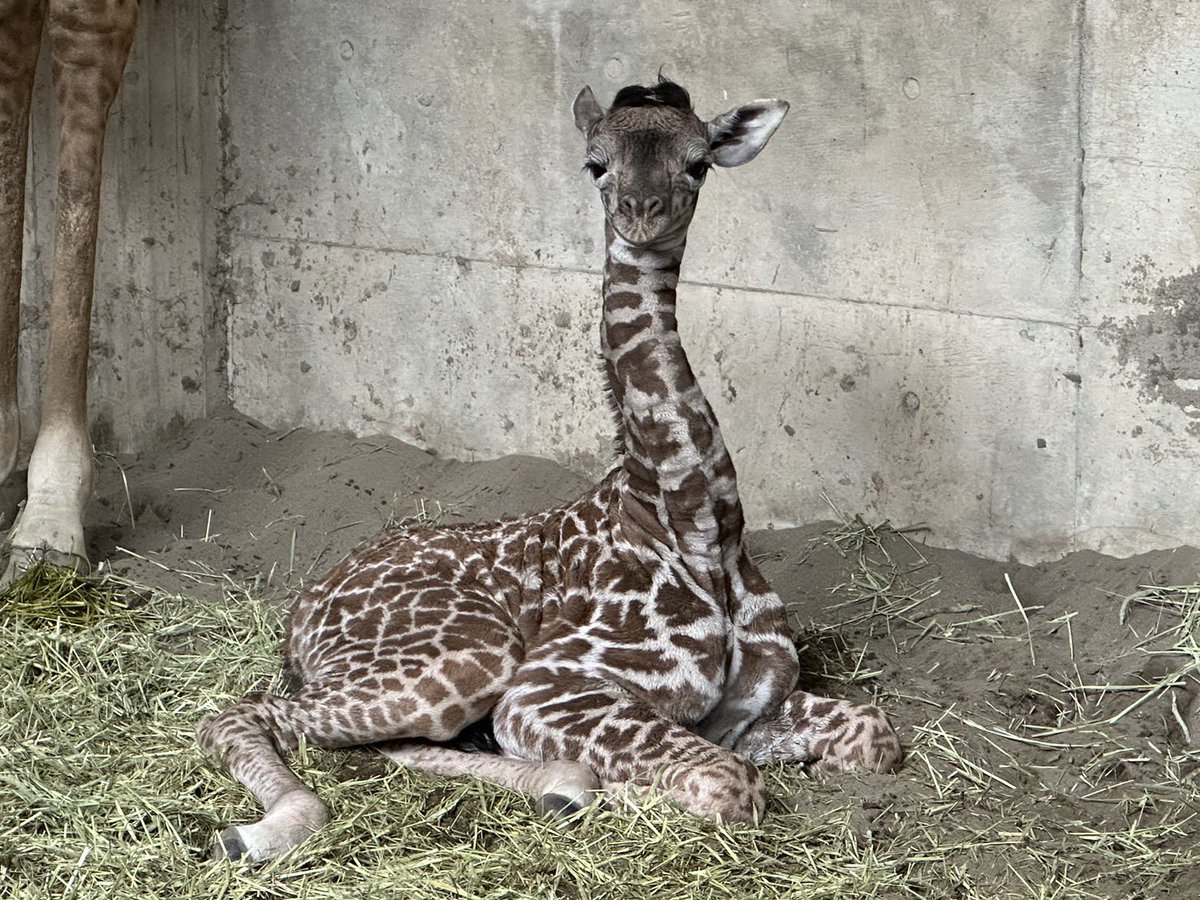 m_phoenixzoo's tweet photo. 今日の赤ちゃんキリン🦒
フサフサのツノがとってもキュート♡

#宮崎市フェニックス自然動物園
#マサイキリン　#キリンの赤ちゃん https://t.co/G7Vhg1yERk