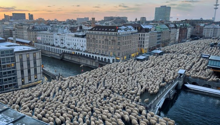 "Määäh" gegen Rechts.