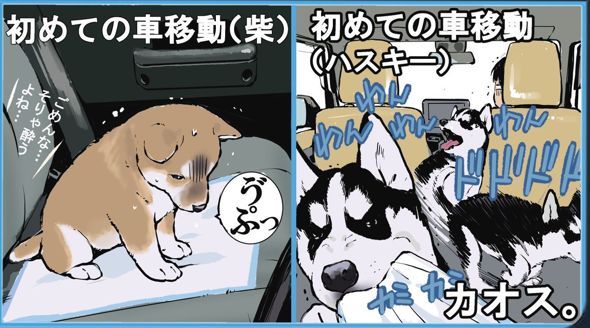 柴犬と新入りのハスキーが
子犬時代からタイプが違いすぎた。