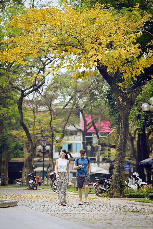Hà Nội không chỉ đặc trưng bởi mùi hoa sữa nồng nàn mà mỗi sớm mai còn nhẹ nhàng hấp dẫn bởi hương thơm dịu nhẹ, thanh mát của những bông hoa dâu da xoan.