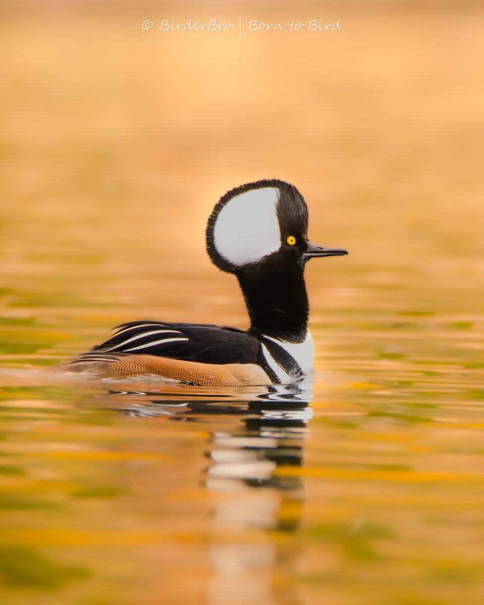 This⬇️is how male Hooded Mergansers try to show off to the ladies 😎 Are you impressed⁉️ #birdphotography*#birding*#BirdTwitter*#birdwatching