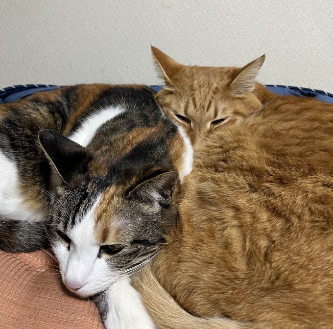 ダブルねむねむにゃんこ🐈️🐈⬛