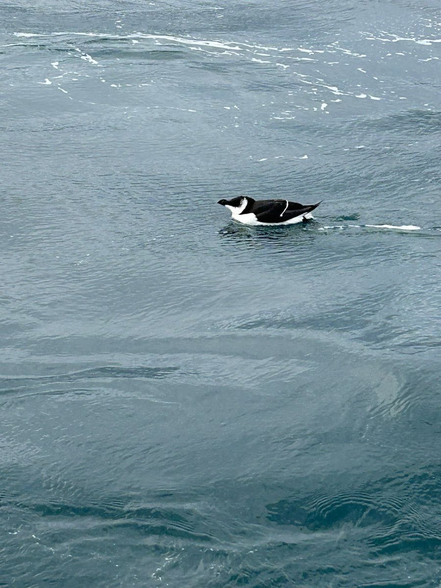 Gibraltar Defence Police’s marine section spotted this Razorbill whilst out on patrol yesterday.

After a second look, they confirmed it definitely was not a penguin 🐧 

#Penguins 
#razorbill 
#policeofficers
#police