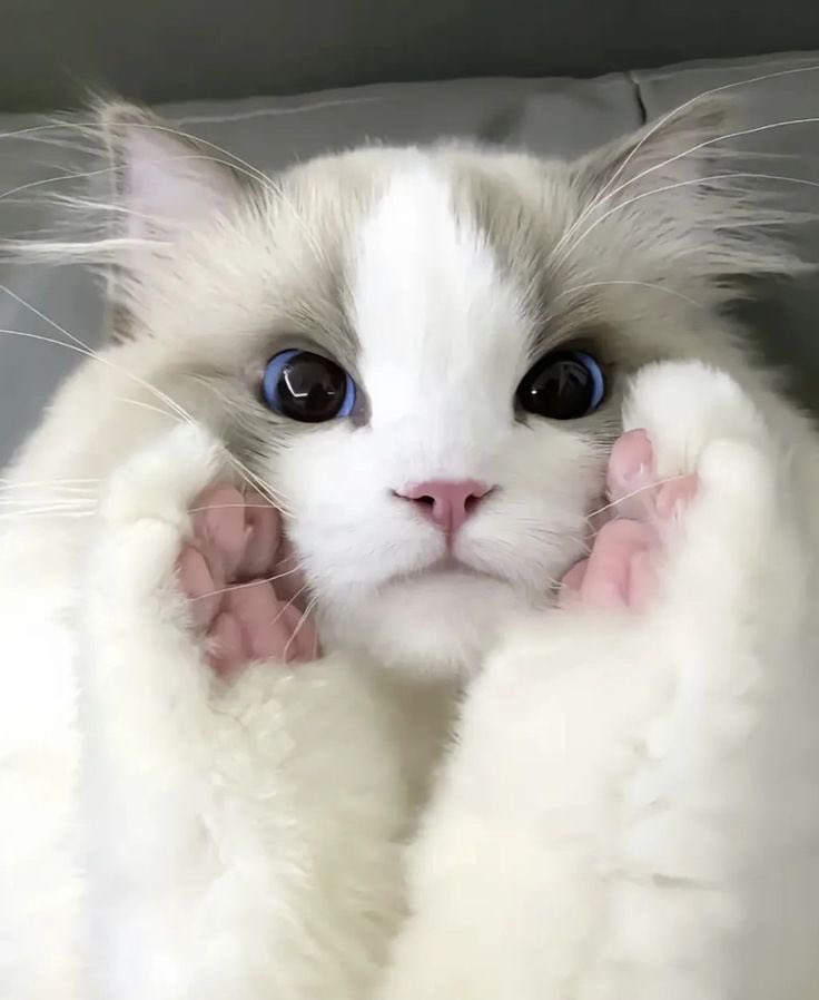 takemybear's tweet photo. ทุกคนใครมีรูปแมวเหมียวตาแป๋วอยากโควทแบ่งปันมั้ยคะ 🥺 กี่ขวบก็ได้ ยี่ห้อไหนก็ได้ สีไหนก็ได้ แมวตุวเองก้ได้ แค่อยากจ้องตาแมวขี้อ้อนเฉยๆ (แมวที่เปนแมวจิมๆ) https://t.co/epvyfcsjgX