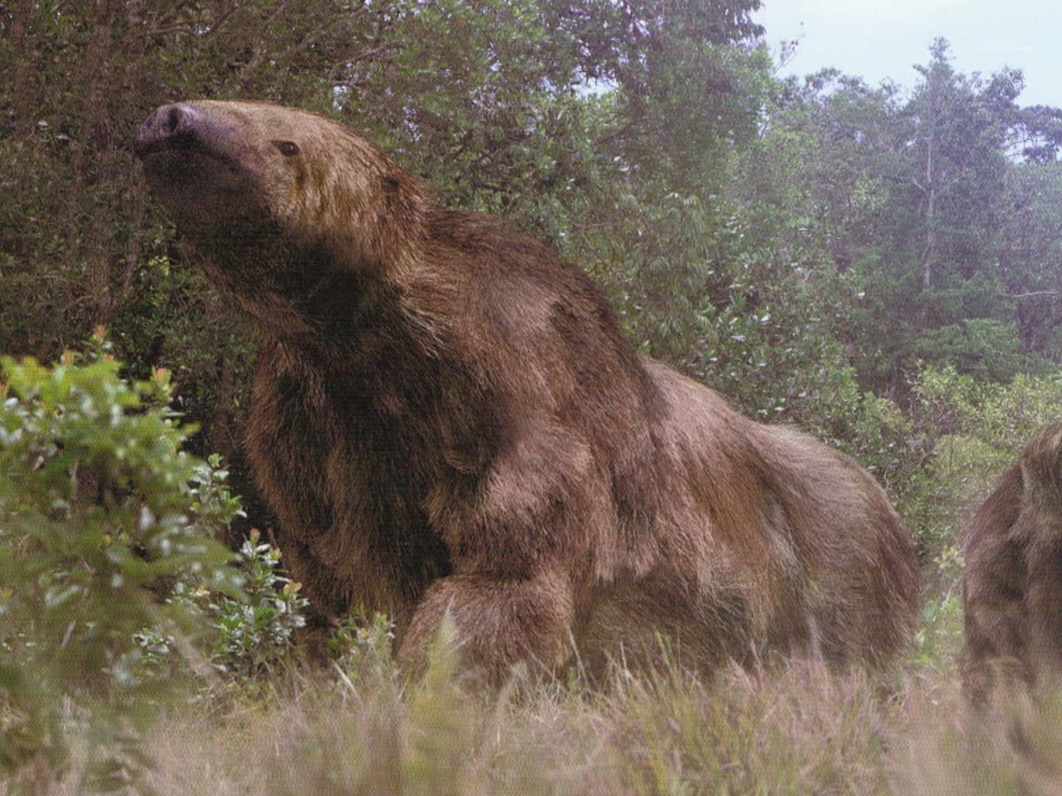 rocksolidfossil's tweet photo. CREDIT: Paleontology (Dan Loke) #GiantSloth #Megatherium https://t.co/YixtqqeHPn