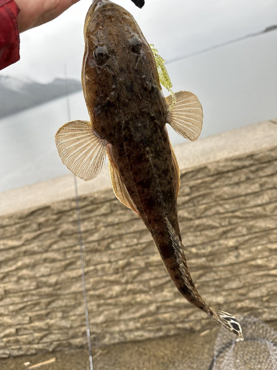 wara_fishing_ch's tweet photo. ラーメンキメて、ライトタックルでマゴ。。いやチニング！
この水温でまだ居ったんかい！笑
#マゴチ 40cm #来る来る亭 #チニング #BUGANTS https://t.co/7AqDzBXnVK