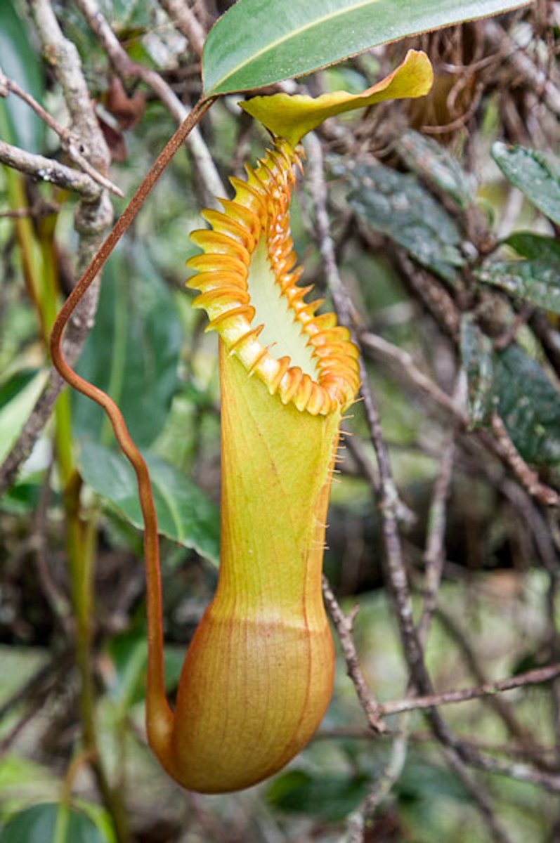 Nepenthes edwardsiana Tambuyukonネペンテス エドワードシアナ 食虫植物