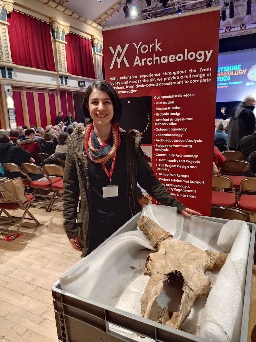 We've bumped into Kris from <a href="/YArchaeology/">York Archaeology</a> with a fantastic auroch skull discovered in Swarkstone quarry. #DAD24