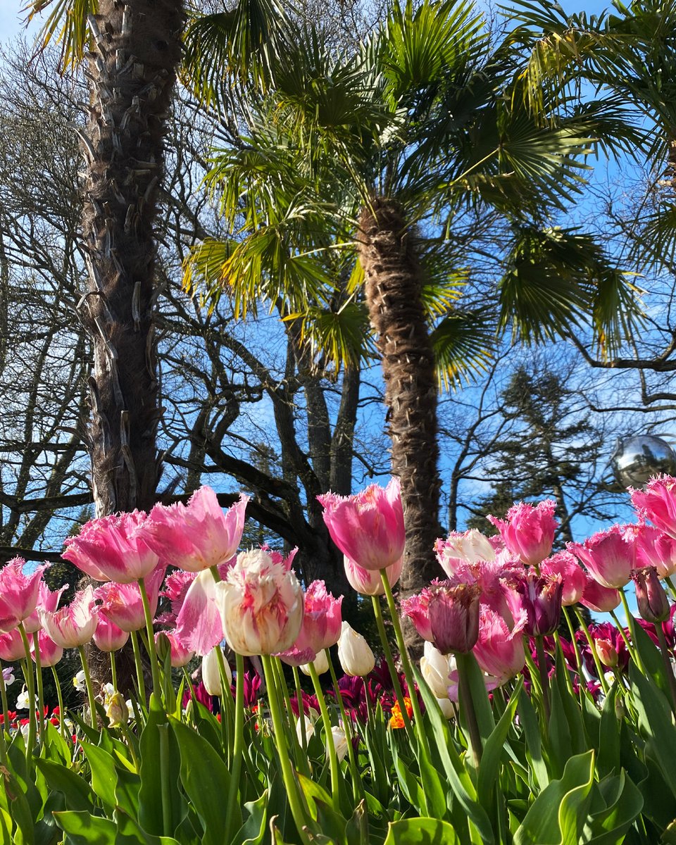 🌷Heute wird der nationale #Tulpentag in Holland gefeiert 🤗 Freuen Sie sich auch schon auf ein Wiedersehen mit der wohl beliebtesten #Frühlingsblume auf der Mainau? 🌷