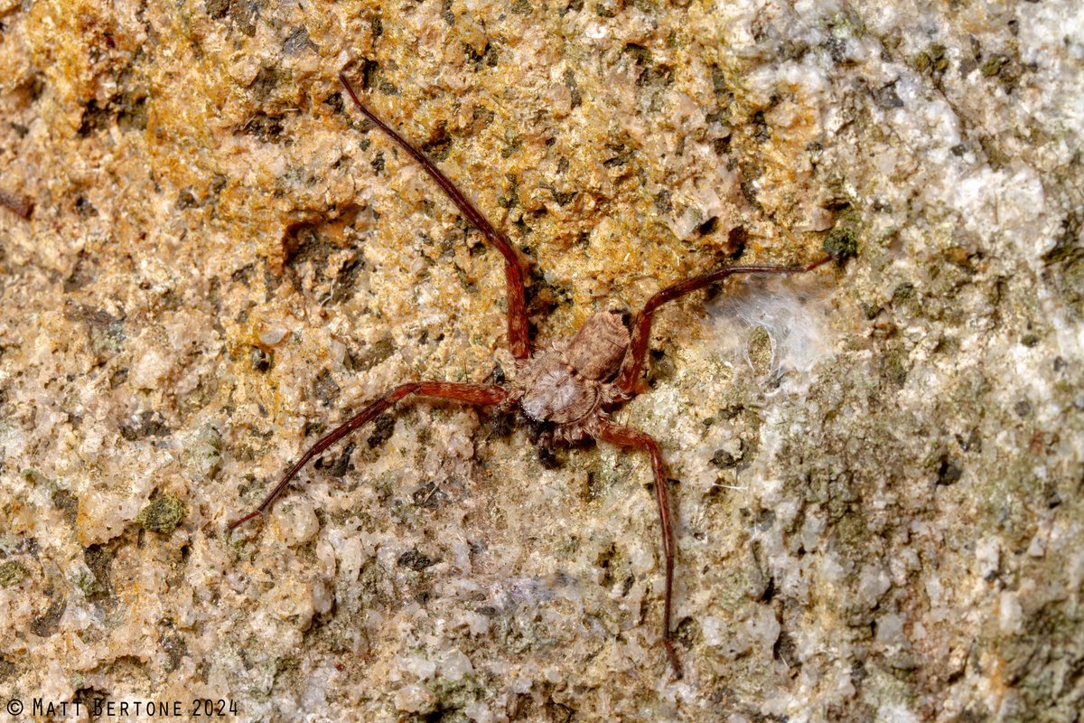 Four-legged #flattie looking rough 🫤

#Selenops #spider (#Selenopidae)
Vieques, Puerto Rico 🇵🇷