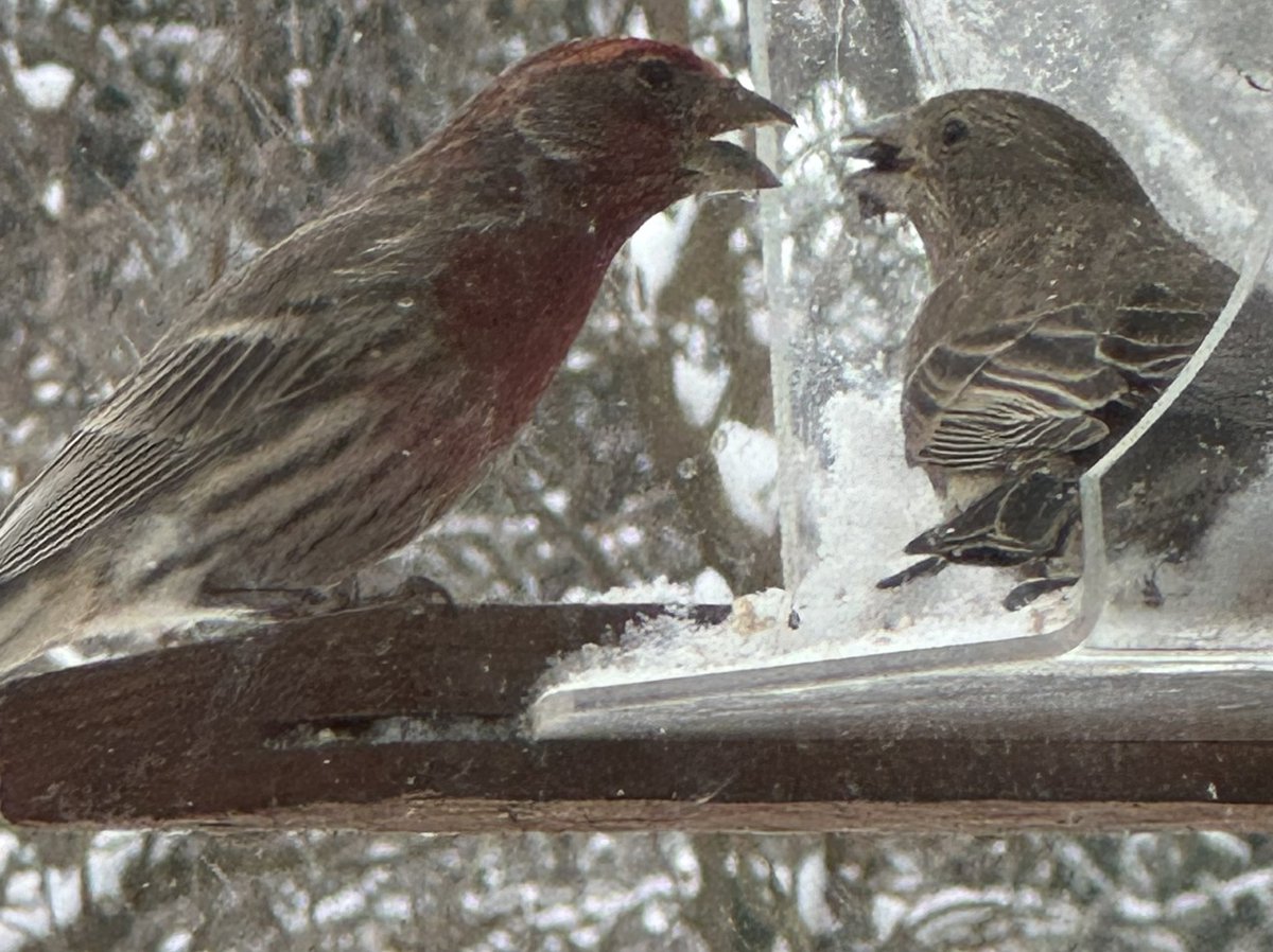 Scarce resources
Tensions inevitable 
Everyone in need 
#HaikuSaturday #haiku #birdfeeder