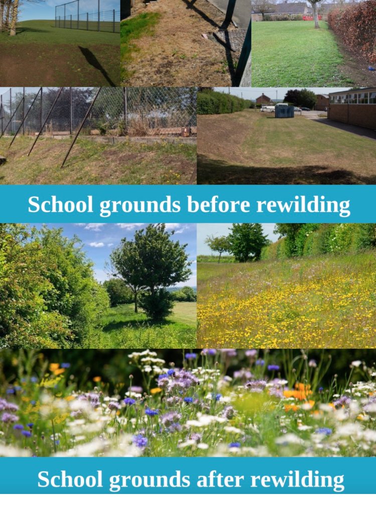 A huge thank you to @lesley_malpas for her webinar 'Rewilding Schools'! It was so inspiring and her talk can now be found here... yorkshirerewildingnetwork.org.uk/yrn-webinars/. Message us if you are part of a school community in Yorkshire and you'd like to join our #Rewilding Schools group