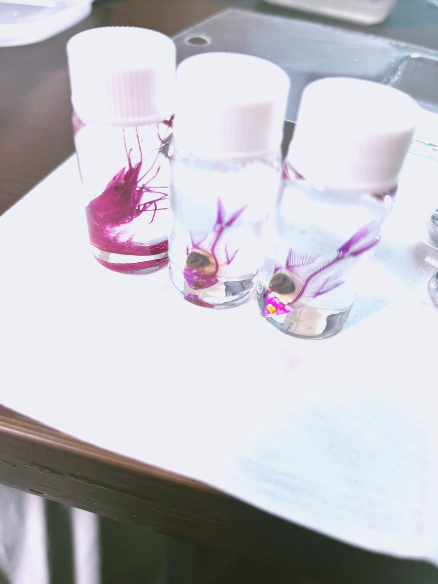 magic_bone_'s tweet photo. 1日目でたくさんお迎えいただいて
在庫が減ってしまったカエルの透明標本ボールペンやその他ボトル関係は現在進行形で制作いたしております笑

明日寝不足で皆様に会うことになったら申し訳ない(＞＜)⚡︎
もし、もし差し入れをお考えの優しいフォロワー様がおりましたら甘いコーヒーが嬉しいです笑 https://t.co/btLEUuHdVj