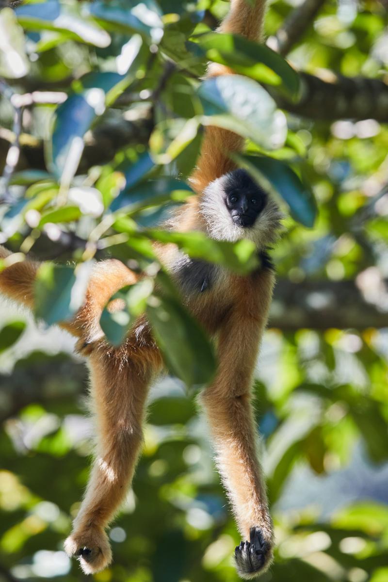 NewEraChina2022's tweet photo. Thriving in a nature reserve, five groups of 36 eastern black-crested gibbons, aka Cao-vit gibbons, call Guangxi home! 🌿 Classified as critically endangered by #IUCN, this unique primate species, with a global population ranging from 100 to 135, has made an incredible comeback. https://t.co/0PthE9sGEh