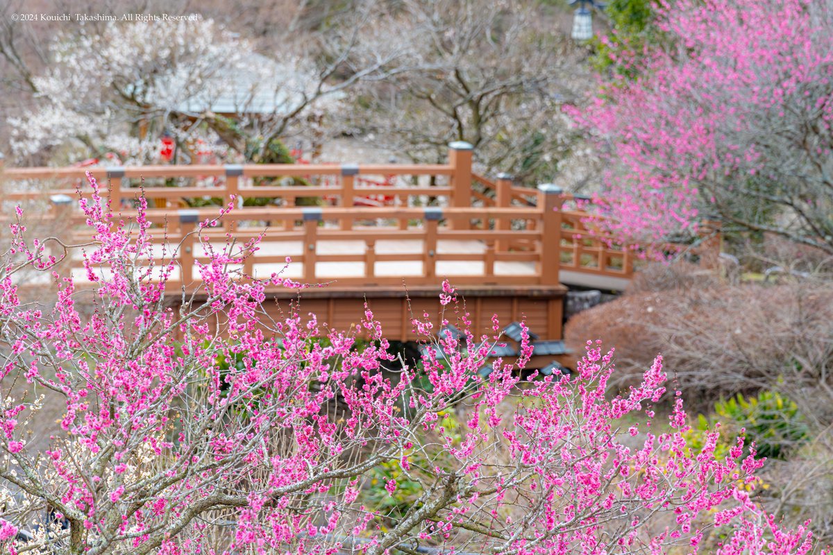 niwashi_koichi's tweet photo. 静岡県 熱海市「熱海梅園」✨
熱海梅園の梅は見頃です🤗
#NaturePhotography  #flower https://t.co/FI2VCSmGyi