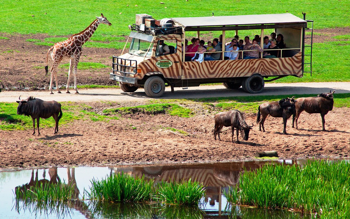 🐯 JOB 🐯 Serengeti Park, Germany is seeking a new Director / Head of Wildlife Park to oversee zoology, research, veterinary and education. More details 👉 bit.ly/3HlQDpm