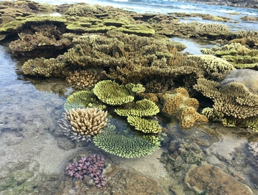 LauraMauricio13's tweet photo. 🐠🌊 Khám Phá Sự Phong Phú và Tuyệt Vời của Thế Giới San Hô Biển! #CoralReefWonder 🏝️🐚

🌟 Đa Dạng Hải Dương Học:
San hô biển không chỉ là một phần của dải san hô, mà còn là nơi trú ngụ của vô số loài cá và động vật biển đa dạng. 🐢🐠 #MarineBiodiversity

🌈 Màu Sắc Phong Phú:
Khám phá thế giới sắc màu rực rỡ dưới đại dương, với các loại san hô tạo nên bức tranh đẹp như tranh vẽ. 🎨🌊 #ColorfulCoral

🔍 Bảo Tồn Môi Trường:
Hãy cùng nhau bảo vệ và duy trì sức sống của san hô biển, là một phần quan trọng của hệ sinh thái biển cả. 🌍🌱 #EnvironmentalConservation

📸 Sự Hòa Quyện Của Tạo Hình Tự Nhiên:
Chia sẻ những bức ảnh tuyệt vời của san hô biển với hashtag #CoralBeauty. Mỗi hình ảnh là một tác phẩm nghệ thuật tự nhiên! 📷💖

👀 Hành Trình Dưới Đại Dương:
Bước chân vào cuộc phiêu lưu dưới đại dương và khám phá những cảnh đẹp kỳ diệu của san hô biển. 🤿🌊 #UnderwaterAdventure

🌊 Sự Đe Dọa và Bảo Tồn:
Tìm hiểu về các vấn đề đe dọa mà san hô biển đang phải đối mặt và cách chúng ta có thể giúp bảo vệ chúng. 🛡️🐙 #CoralConservation

🌟 #SanHôBiển - Kì Diệu Dưới Đại Dương, Nơi Mà Mọi Màu Sắc Đều Hòa Quyện Thành Sự Sống! 🏝️🦑 #OceanWonders #ReefExploration